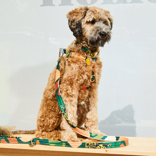 Boulder Canyon Printed Non-Pull Dog Harness - Moss