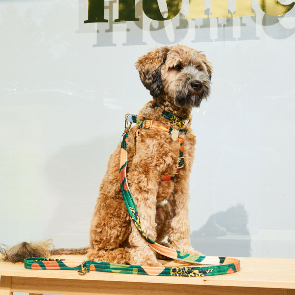 Boulder Canyon Printed Leash - Moss