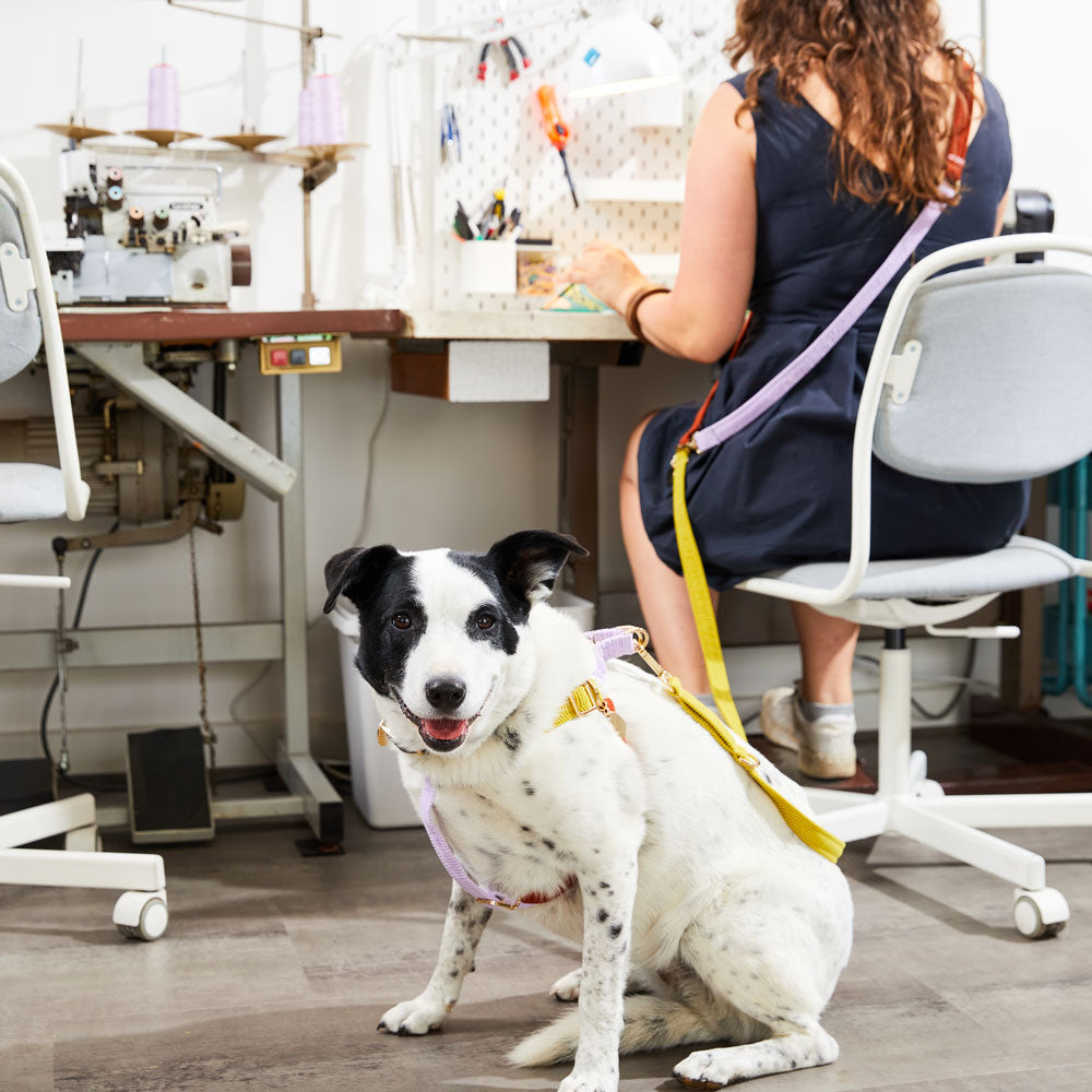 Cord Adjustable Dog Leash - Desert Bloom