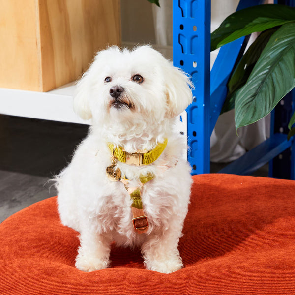 Cord Dog Collar - Cactus