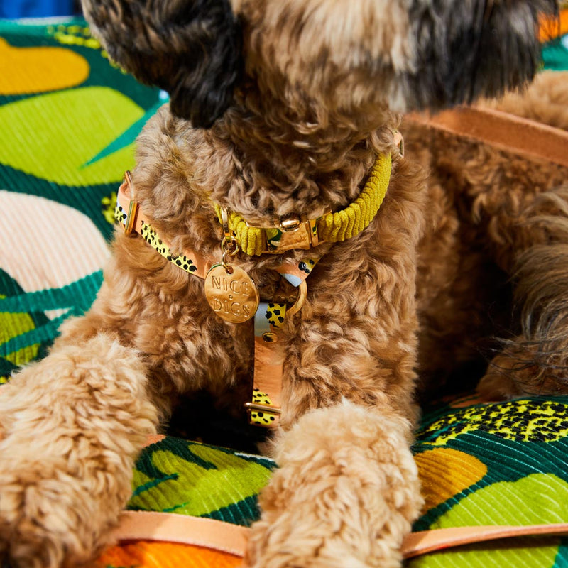 Cord Dog Collar - Cactus