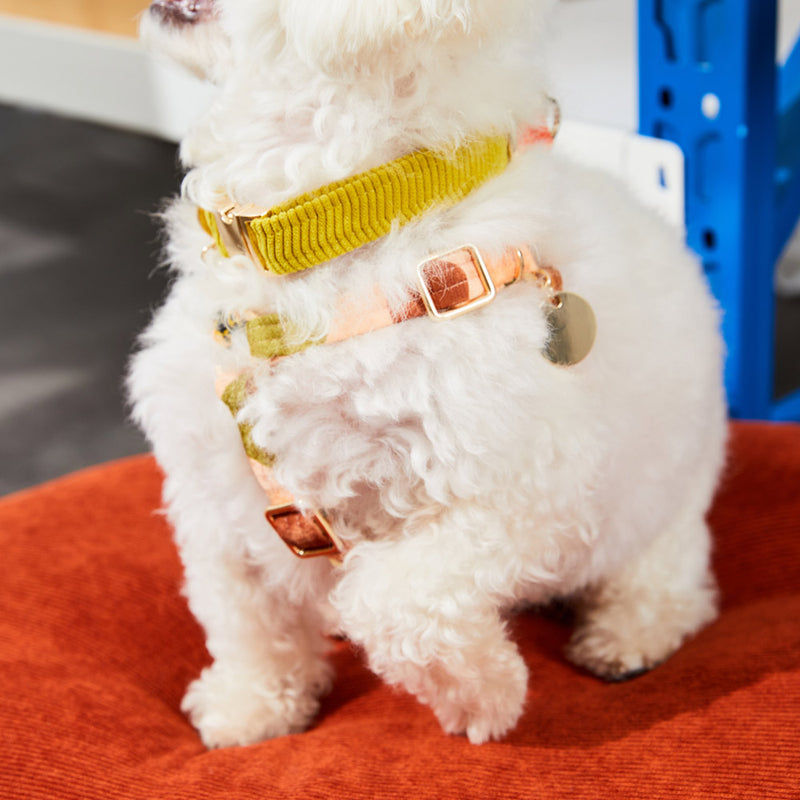 Cord Dog Collar - Cactus