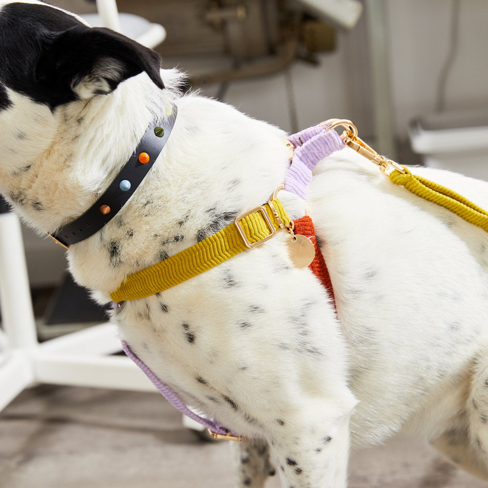 Cord Non-Pull Dog Harness - Desert Bloom