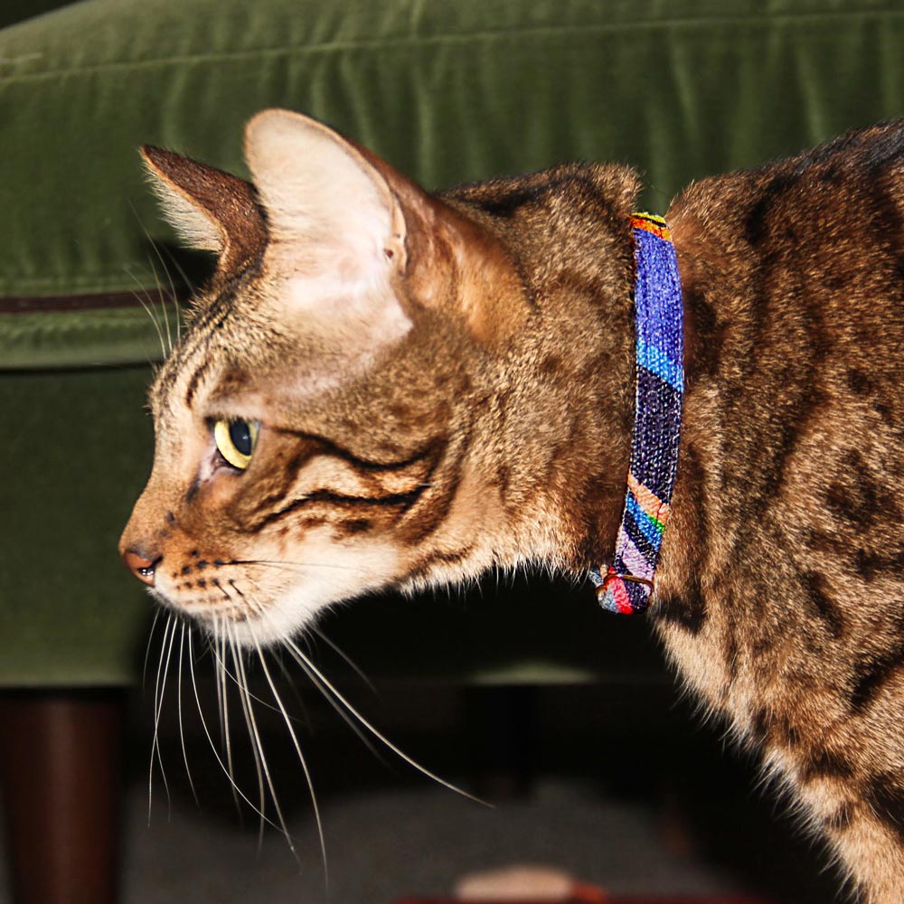 Easy Tiger Cat Collar - Blue