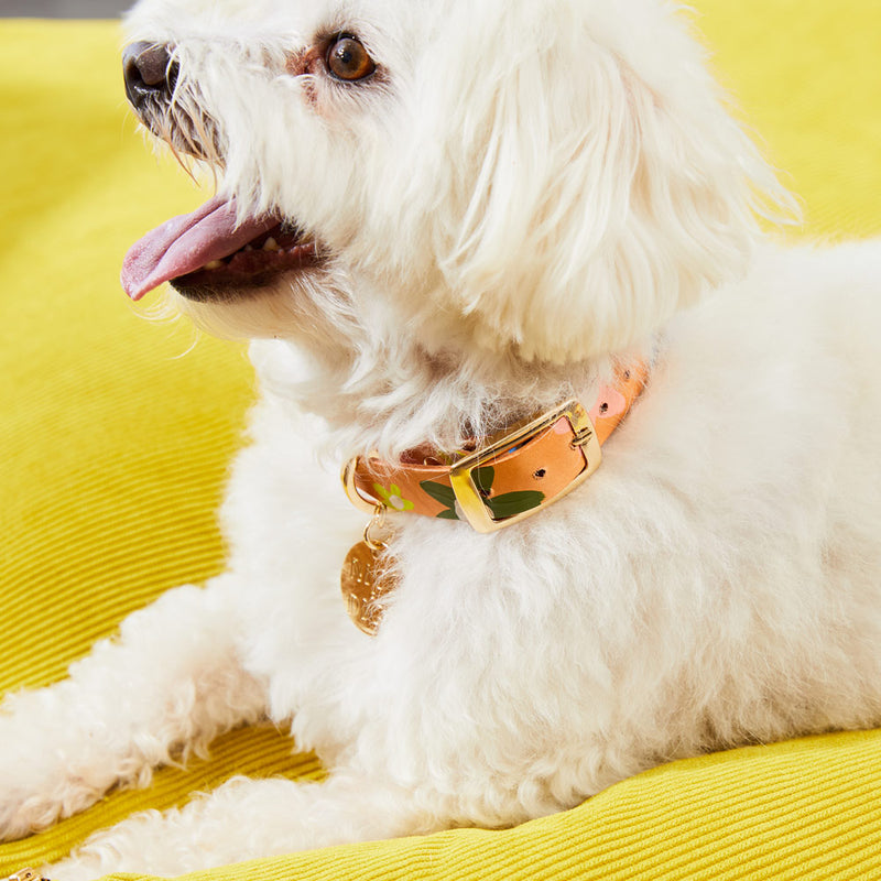 Posie Leather Dog Collar - Wildflower