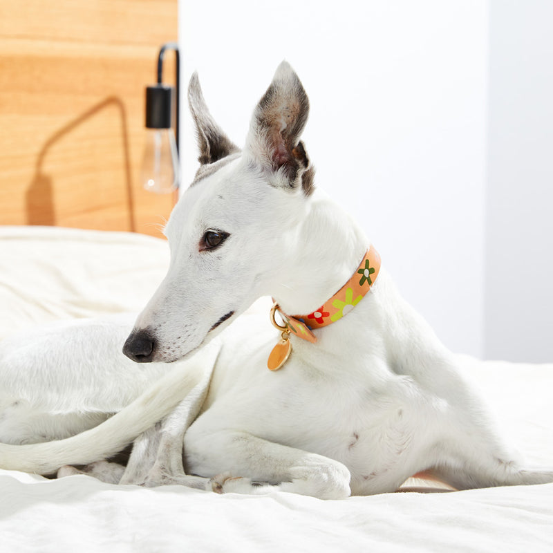 Posie Leather Dog Collar - Wildflower
