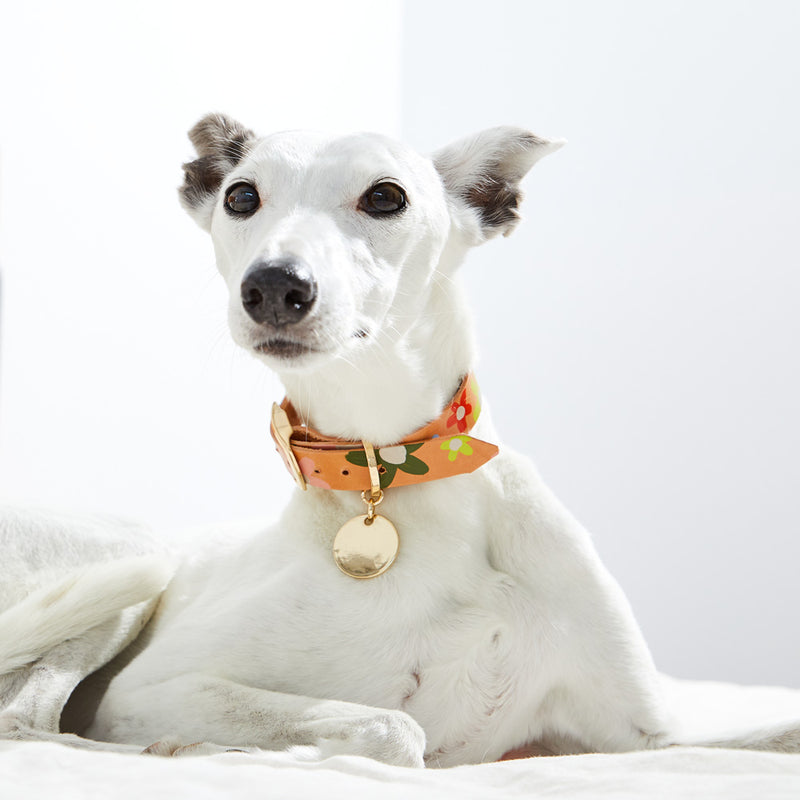 Posie Leather Dog Collar - Wildflower