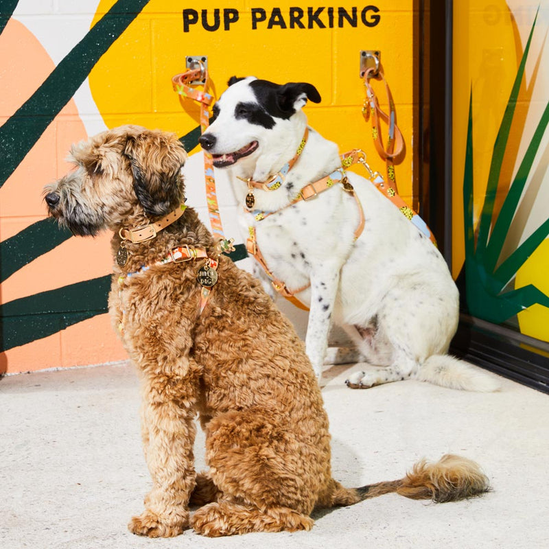 Posie Leather Non-Pull Dog Harness - Wildflower