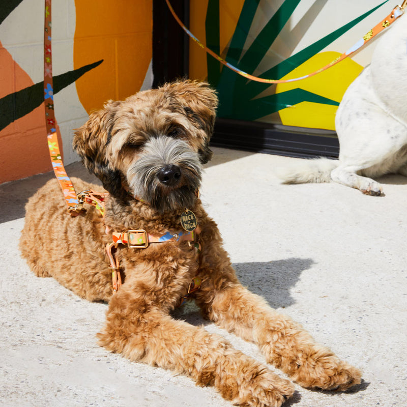 Posie Leather Non-Pull Dog Harness - Wildflower