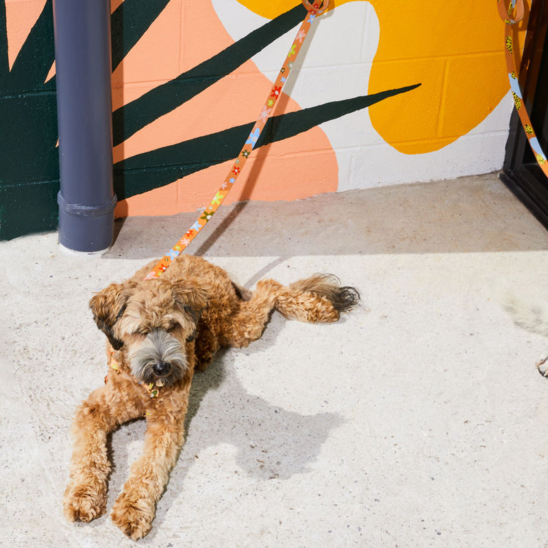 Posie Leather Leash - Wildflower