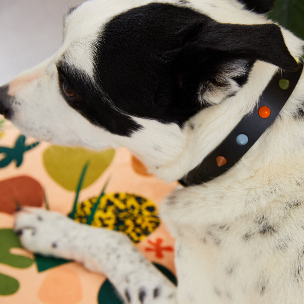 Smooth Spike Leather Dog Collar - Dune Noir - XL size left