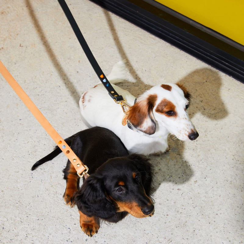 Smooth Spike Leather Dog Leash - Dune Tan