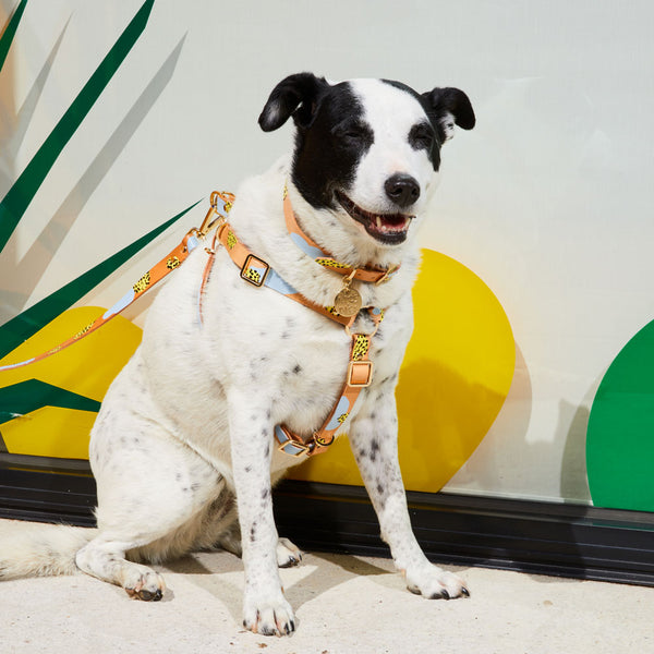 Tumble Weed Leather Non-Pull Dog Harness