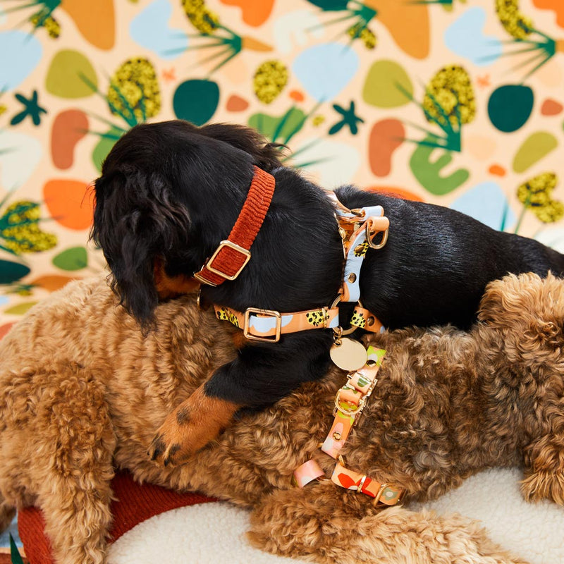 Tumble Weed Leather Non-Pull Dog Harness