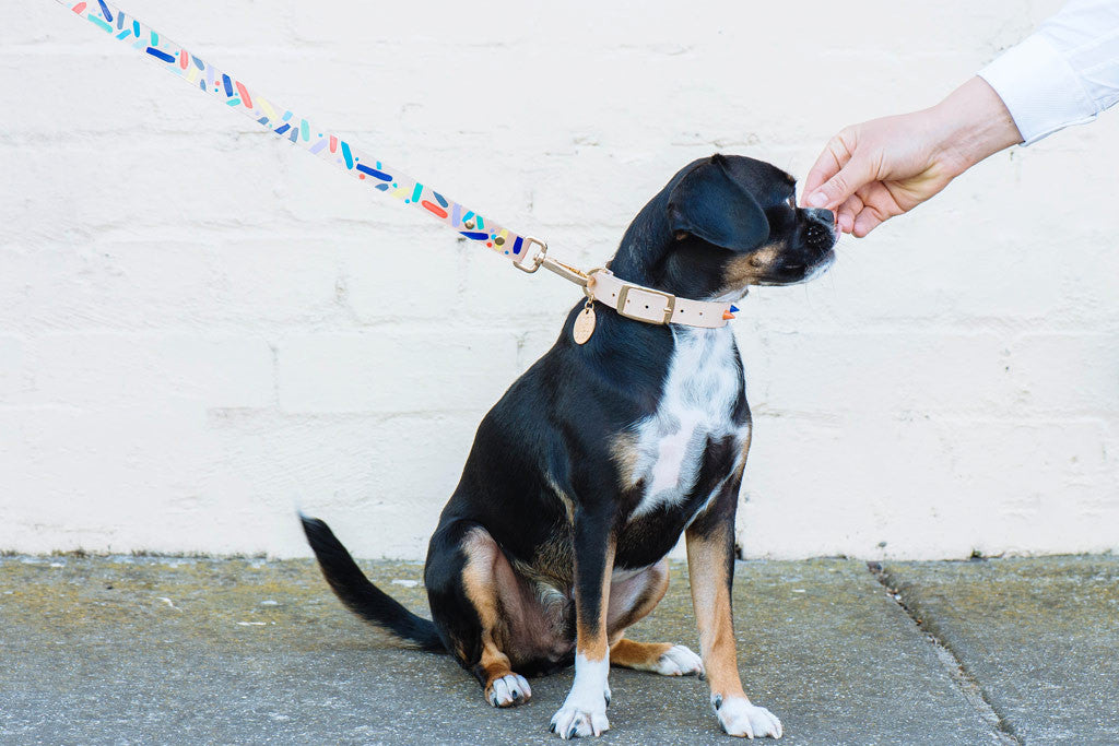 Confetti Leather Leash