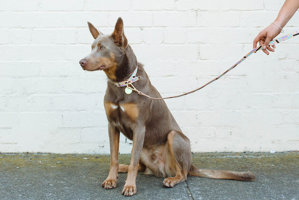 Tiggy Leather Collar - Aqua Violet